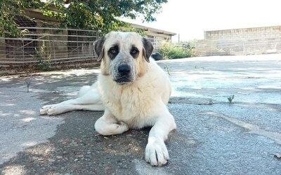 El centro de protección animal de la DPZ recogió el año pasado 181 perros sin dueño y dio en adopción un total de 140