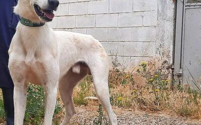 La Diputación de Zaragoza anima a adoptar alguno de los perros de su centro de protección animal de Movera