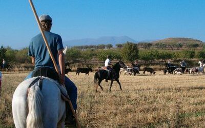 Novallas celebra este domingo la fiesta de interés turístico el Encierro Andando con una docena de reses que son conducidas desde el campo hasta el casco urbano