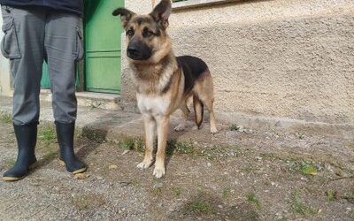 El centro de protección animal de la DPZ recogió el año pasado 207 perros sin dueño y dio en adopción un total de 193