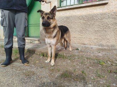 El centro de protección animal de la DPZ recogió el año pasado 207 perros sin dueño y dio en adopción un total de 193