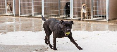 LA DIPUTACIÓN DE ZARAGOZA BUSCA UN HOGAR PARA UNA VEINTENA DE PERROS QUE LLEVAN HASTA CINCO AÑOS EN SU CENTRO DE PROTECCIÓN ANIMAL