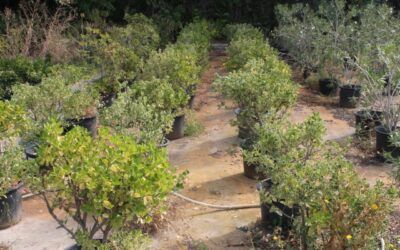 La DPZ inicia la campaña de distribución de plantas para los jardines y parques municipales