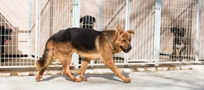 EL CENTRO DE PROTECCIÓN ANIMAL DE LA DIPUTACIÓN DE ZARAGOZA ATENDIÓ EN 2020 A 164 PERROS RECOGIDOS POR TODA LA PROVINCIA
