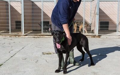 El centro de protección animal de la Diputación de Zaragoza atendió en 2021 a 208 perros recogidos por toda la provincia