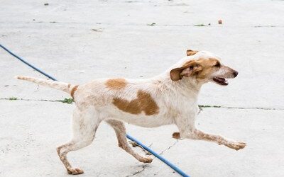 ¿Buscas una mascota? Adóptala en el centro de protección animal de la Diputación de Zaragoza