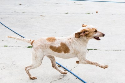 ¿Buscas una mascota? Adóptala en el centro de protección animal de la Diputación de Zaragoza