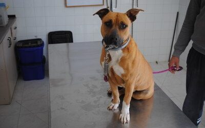 El centro de protección animal de la DPZ recogió el año pasado 249 perros sin dueño, un 20% más que en 2021, y dio en adopción 215