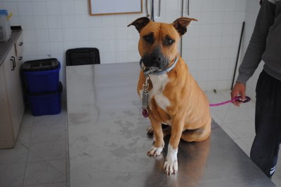 El centro de protección animal de la DPZ recogió el año pasado 249 perros sin dueño, un 20% más que en 2021, y dio en adopción 215