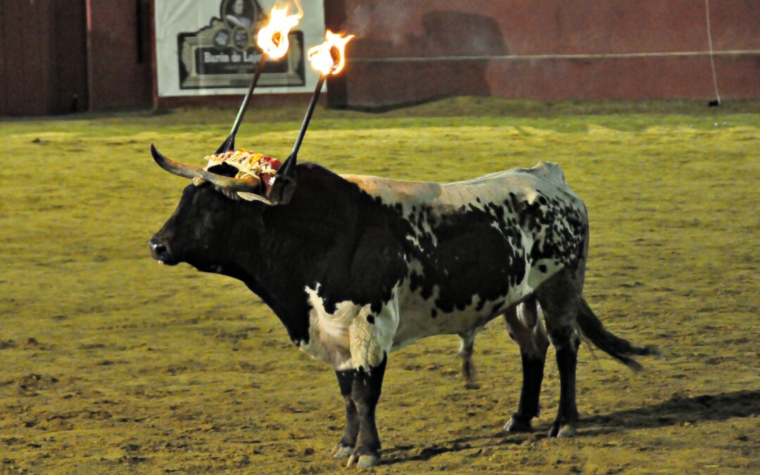 Cariñena celebra este domingo la VIII exaltación de la Fiesta del Toro de Ronda, fiesta de interés turístico de Aragón
