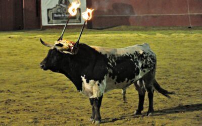 Cariñena celebra este domingo la VIII exaltación de la Fiesta del Toro de Ronda, fiesta de interés turístico de Aragón