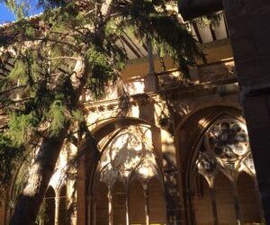 Los fuertes vientos del fin de semana derriban uno de los árboles del claustro del monasterio de Veruela