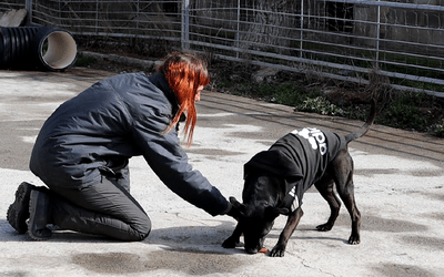 La Diputación de Zaragoza anima a adoptar alguno de los perros atendidos en el centro de protección animal de Movera