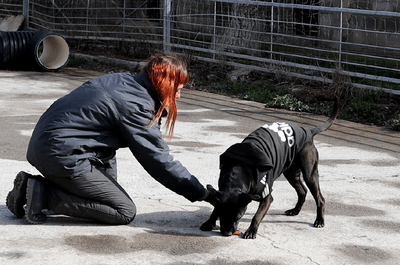 La Diputación de Zaragoza anima a adoptar alguno de los perros atendidos en el centro de protección animal de Movera