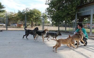 El centro de protección animal de la Diputación de Zaragoza atendió en 2016 a 263 perros recogidos por la provincia