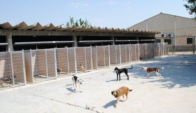 El centro de protección animal de la Diputación de Zaragoza atendió en 2017 a 266 perros recogidos por la provincia