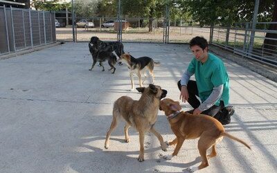 El centro de protección animal que la Diputación de Zaragoza tiene en Movera atendió en 2015 a 262 perros sin dueño