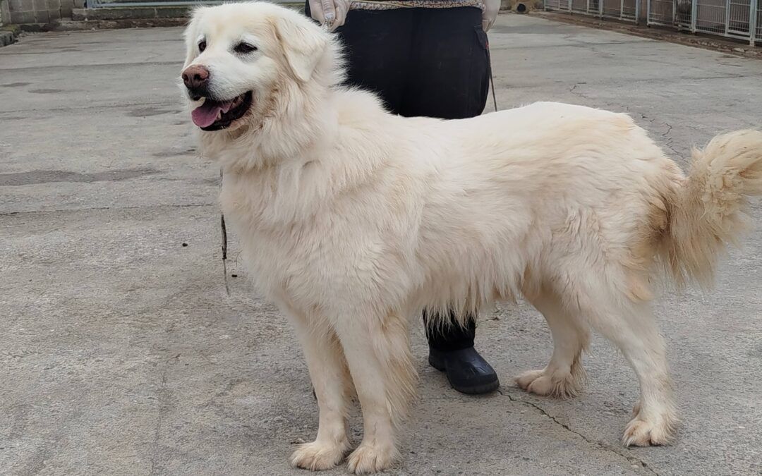El centro de protección animal de la DPZ recogió el año pasado 153 perros sin dueño y dio en adopción un total de 140