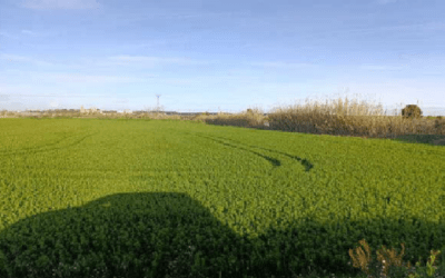 La Diputación de Zaragoza saca a concurso el arrendamiento de cuatro fincas rústicas  en Montañana para cinco años